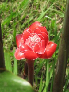 129-triantafillo-porselanis 